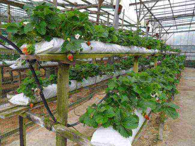 How are strawberries grown in the open field in the Netherlands?