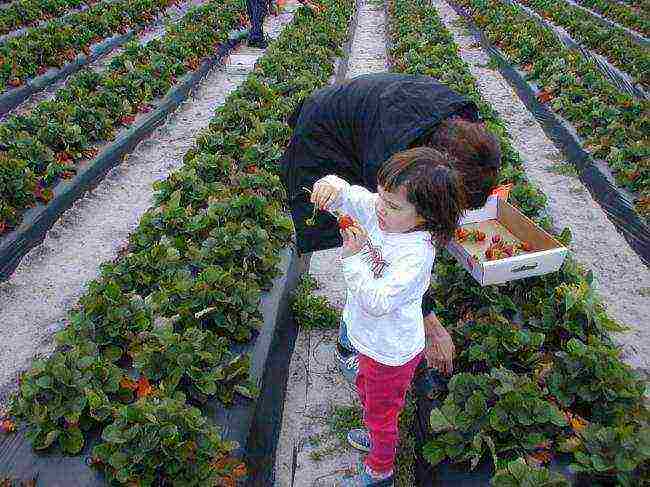 Paano lumaki ang mga strawberry sa bukas na bukid sa Netherlands?