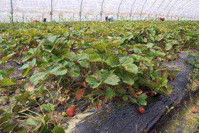 How are strawberries grown in the open field in the Netherlands?