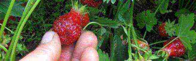 How are strawberries grown in the open field in the Netherlands?