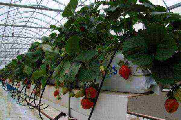 How are strawberries grown in the open field in the Netherlands?