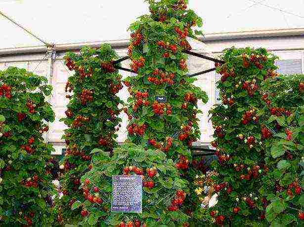 How are strawberries grown in the open field in the Netherlands?