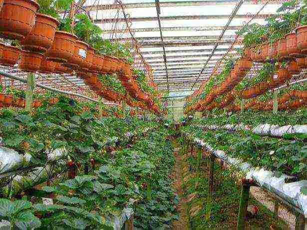 How are strawberries grown in the open field in the Netherlands?