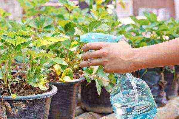 Paano lumaki ang mga strawberry sa bukas na bukid sa Netherlands?