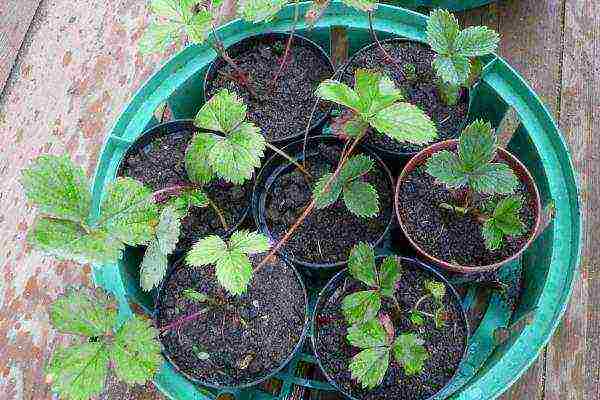 How are strawberries grown in the open field in the Netherlands?