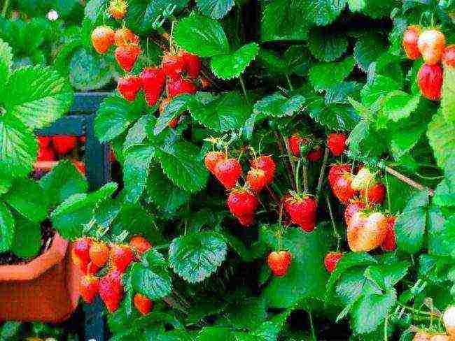 Paano lumaki ang mga strawberry sa bukas na bukid sa Netherlands?