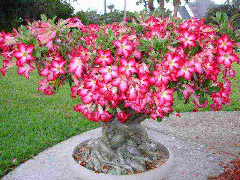 kung paano mapalago ang adenium sa bahay