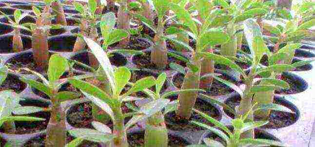 how to grow adenium at home