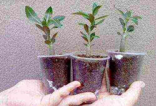 how to grow adenium at home