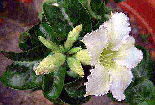 how to grow adenium at home