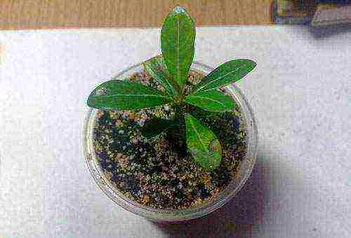 how to grow adenium at home