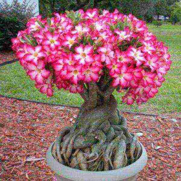 kung paano mapalago ang adenium sa bahay