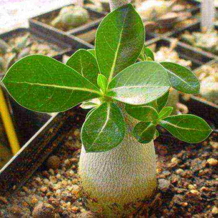 how to grow adenium at home