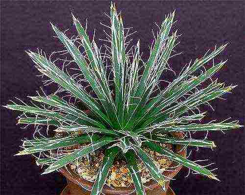 how to grow agave at home