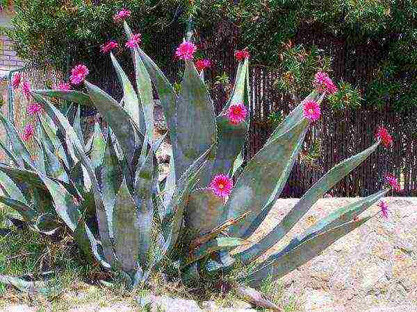 how to grow agave at home