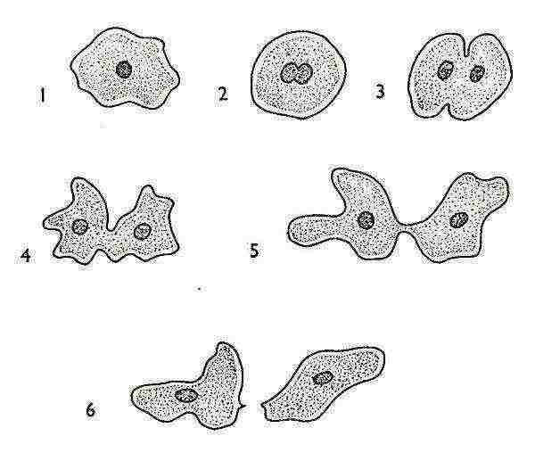 how to grow an amoeba at home