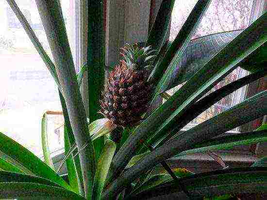 how to grow pineapples at home