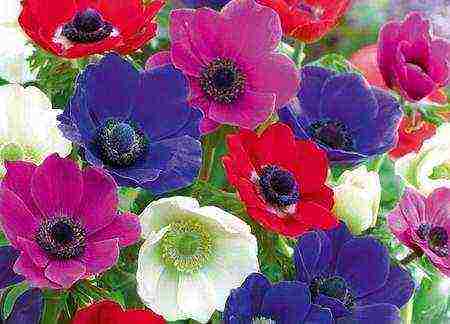 how to grow anemones at home