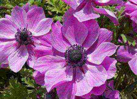 how to grow anemones at home