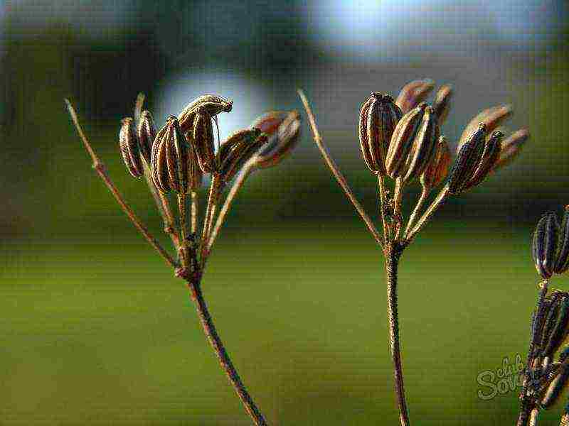 how to grow anise at home