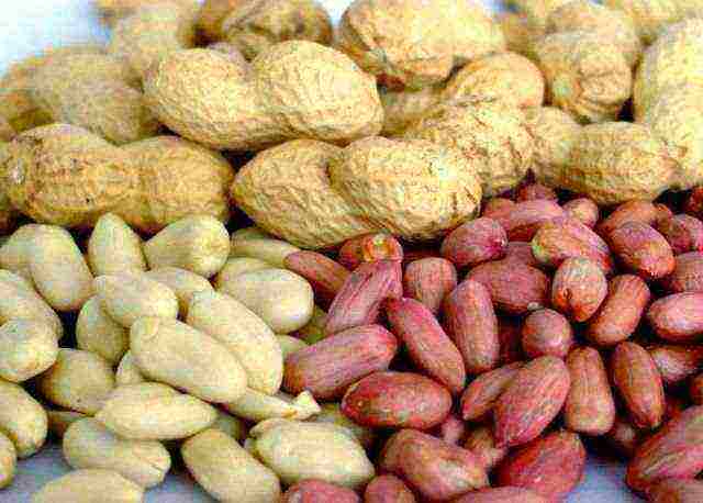 how to grow peanuts at home in the country
