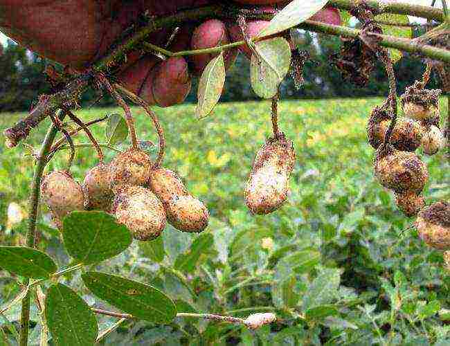 how to grow peanuts at home in the country