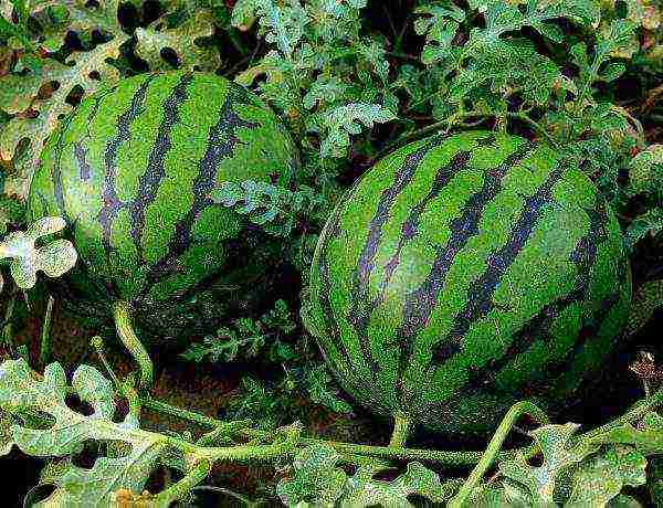 how to grow watermelons outdoors in Ukraine