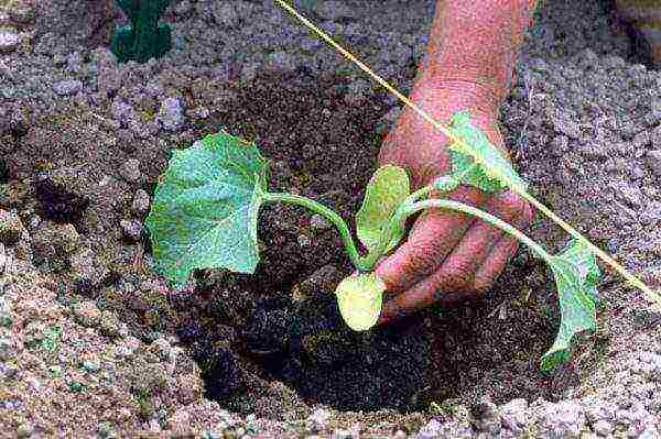 how to grow watermelons outdoors in Ukraine