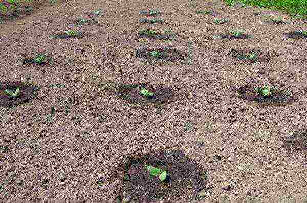 how to grow watermelons outdoors in Ukraine