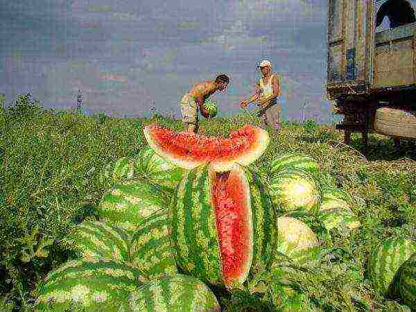 how to grow watermelons outdoors in Ukraine