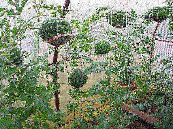 how to grow watermelons outdoors in Ukraine