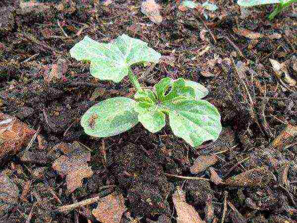 how to grow watermelons outdoors in Ukraine