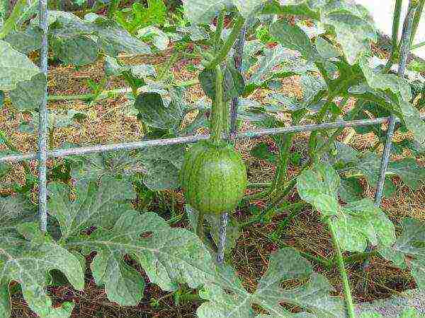 how to grow watermelons outdoors in Ukraine