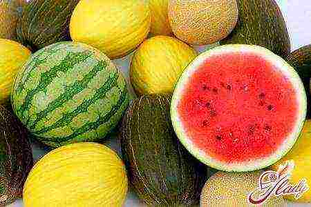 how to grow watermelons outdoors in the Volga region