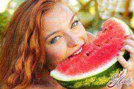 how to grow watermelons outdoors in the Volga region