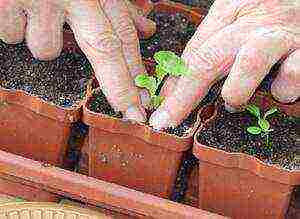 how to grow aster from seeds at home