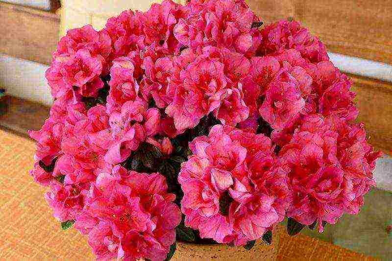 how to grow azaleas at home