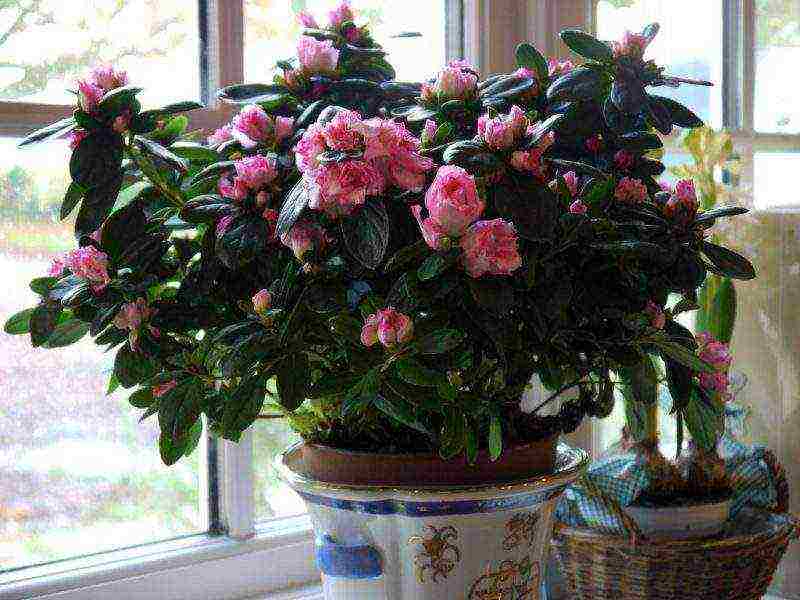 how to grow azaleas at home