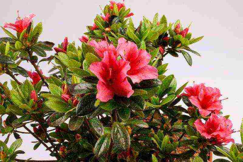 how to grow azaleas at home