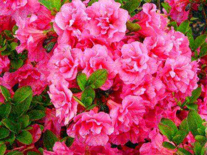 how to grow azaleas at home