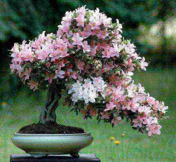 how to grow azalea at home