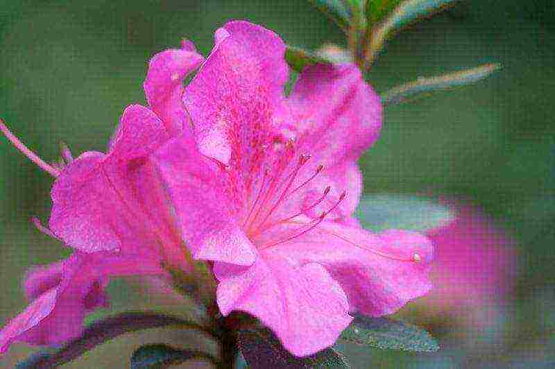 how to grow azalea at home