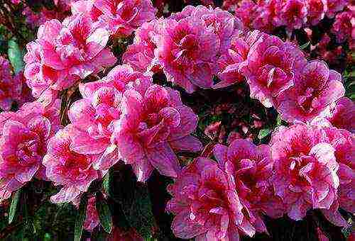 how to grow azalea at home