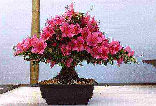 how to grow azalea at home