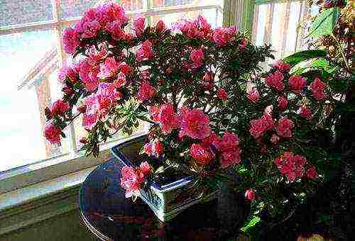 how to grow azalea at home