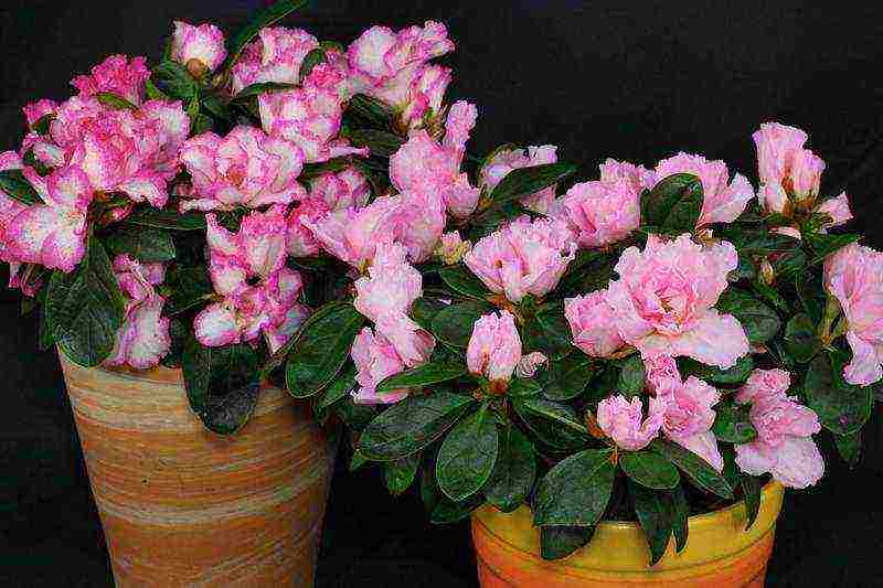 how to grow azalea at home