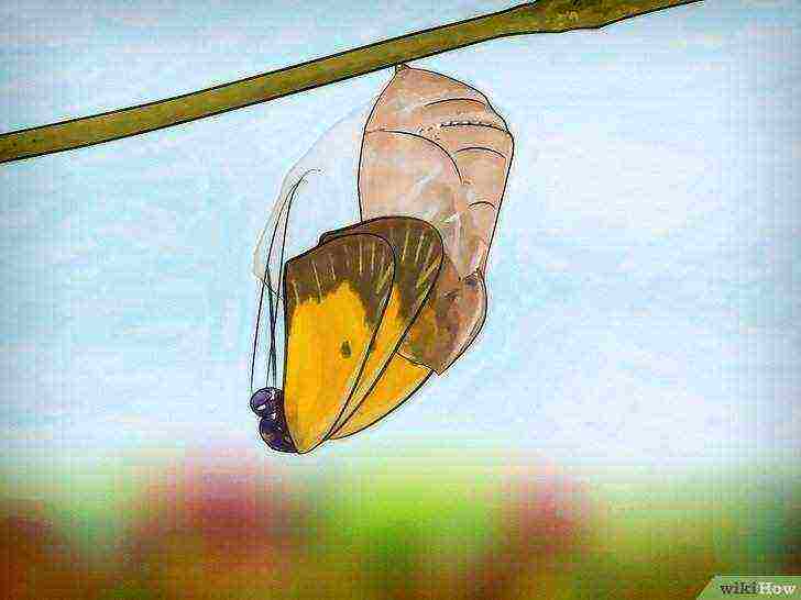 how to grow a butterfly at home