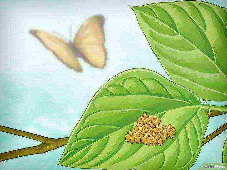 how to grow a butterfly at home