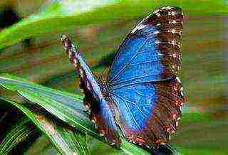 kung paano palaguin ang isang butterfly sa bahay