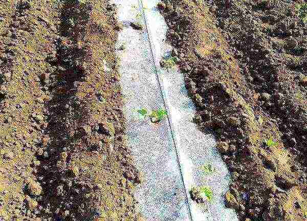 kung paano palaguin ang mga melon sa bukas na bukid